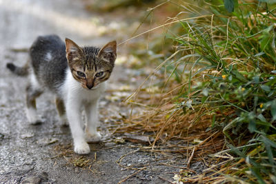 Close-up portrait of cat