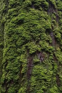 Close-up of moss growing on tree trunk