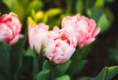 Close-up of pink rose