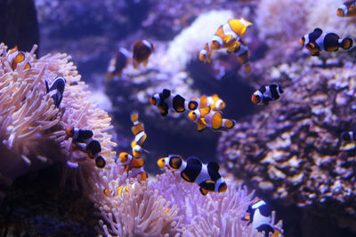 Fish swimming in sea