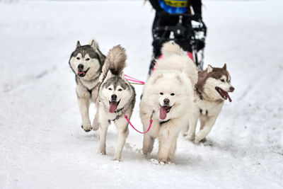 Husky sled dog racing. winter dog sport sled team competition. siberian husky dogs pull sled