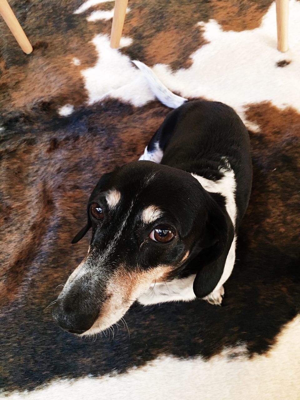 one animal, dog, pets, domestic animals, animal themes, mammal, no people, portrait, day, indoors, looking at camera, close-up