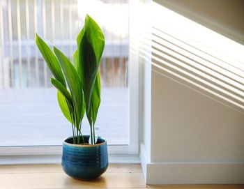 Potted plant on window sill at home