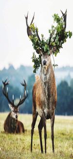 Deer standing on field