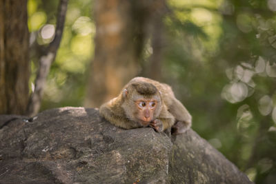 Monkey sitting on rock