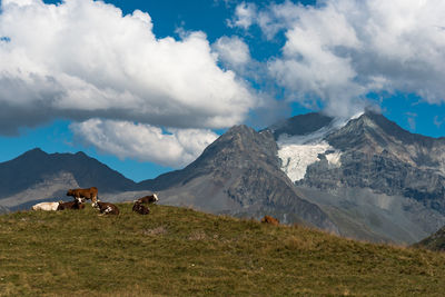 Cows grazing on mountain against sky