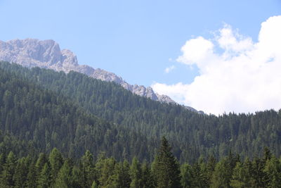 Scenic view of pine trees against sky