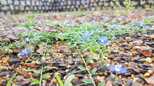 Close-up of plants growing on field