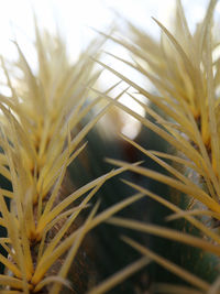 Close-up of wheat growing on field