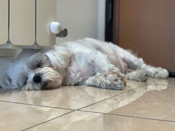 Dog lying on floor at home