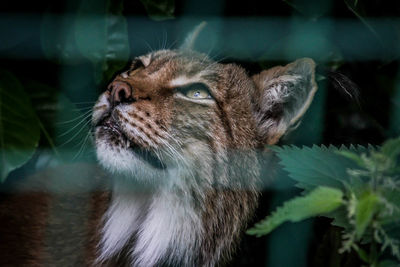 Close-up of cat looking away