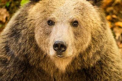 Close-up of a bear