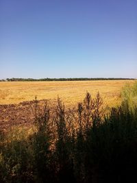 Scenic view of field against clear sky