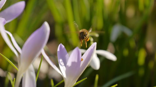 Close-up of bee flying over purple flower