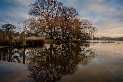 Bare tree by lake against sky