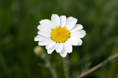 Close-up of white daisy
