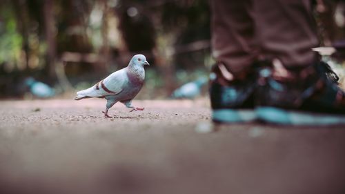 Pigeon perching on retaining wall