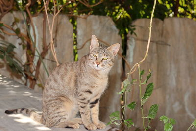 Portrait of a cat