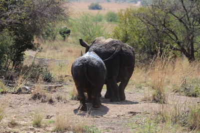 Elephant in a grass