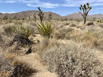 Plants growing in desert