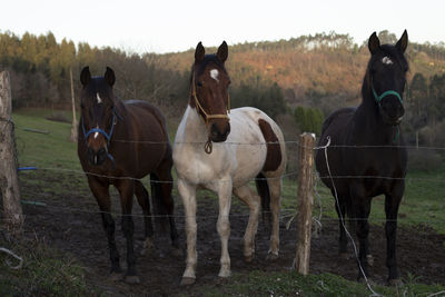 Horses standing in ranch