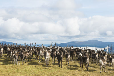 Reindeers in mountains