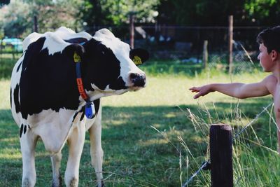 Full length of child on field petting cow