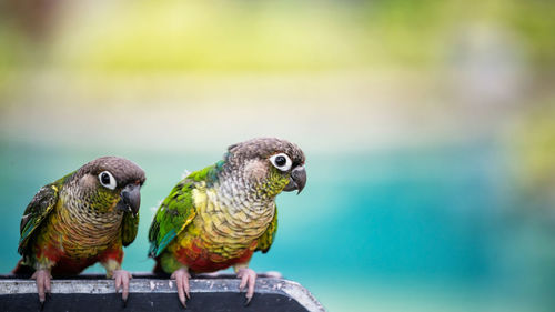 Green parrot bird couple standing on banner with copy space for text. cute colorful zoo animal