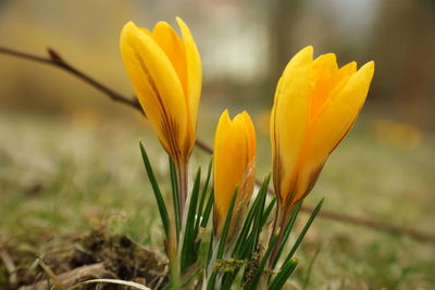 Close-up of yellow crocus flower on field