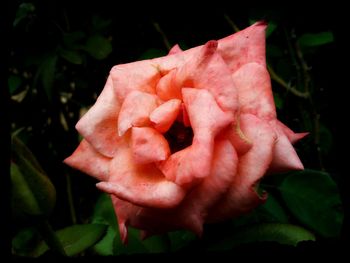 Close-up of red rose