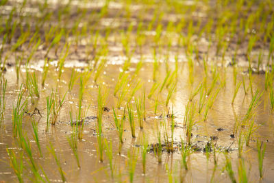 Grass in a lake