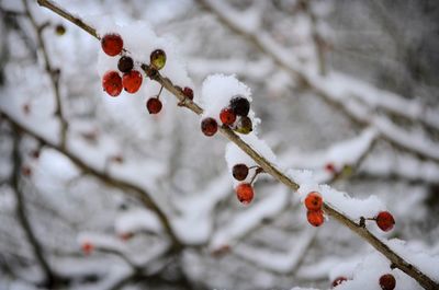 Close-up of red berries on branch