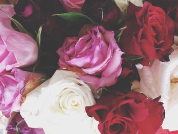 Close-up of pink rose