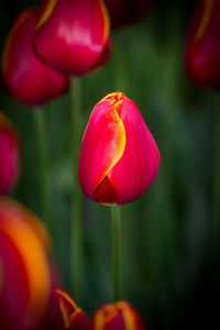 Close-up of a bunch of pink flowers