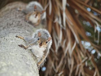 Squirrel on tree trunk