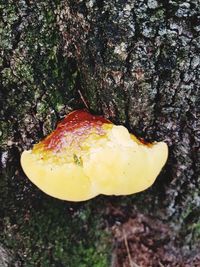 Close-up of yellow flowers on tree trunk