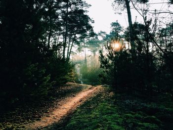 Trail along side trees