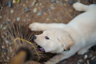 High angle view of dog lying on land