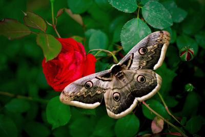 Close-up of butterfly on red flower