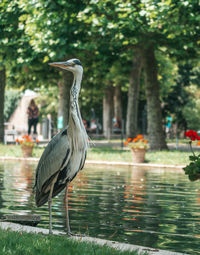 Bird in lake