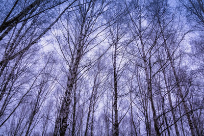 Low angle view of bare trees in winter