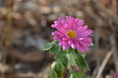 Close-up of pink flower