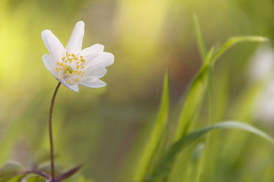 Close-up of white flowering plant on field