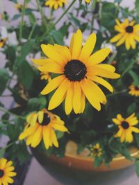 Close-up of yellow flower