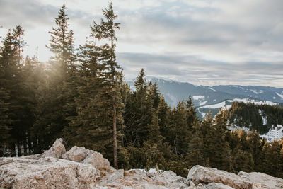 Pine trees on snowcapped mountains against sky