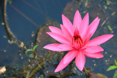 Close-up of pink lotus