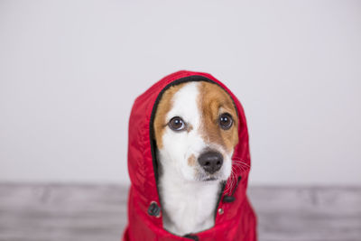 Close-up portrait of dog wearing hooded shirt sitting against white background