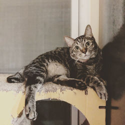 Portrait of a cat