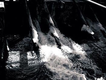 High angle view of turtle in water