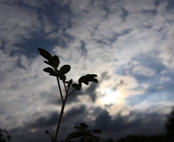 Low angle view of plants against cloudy sky